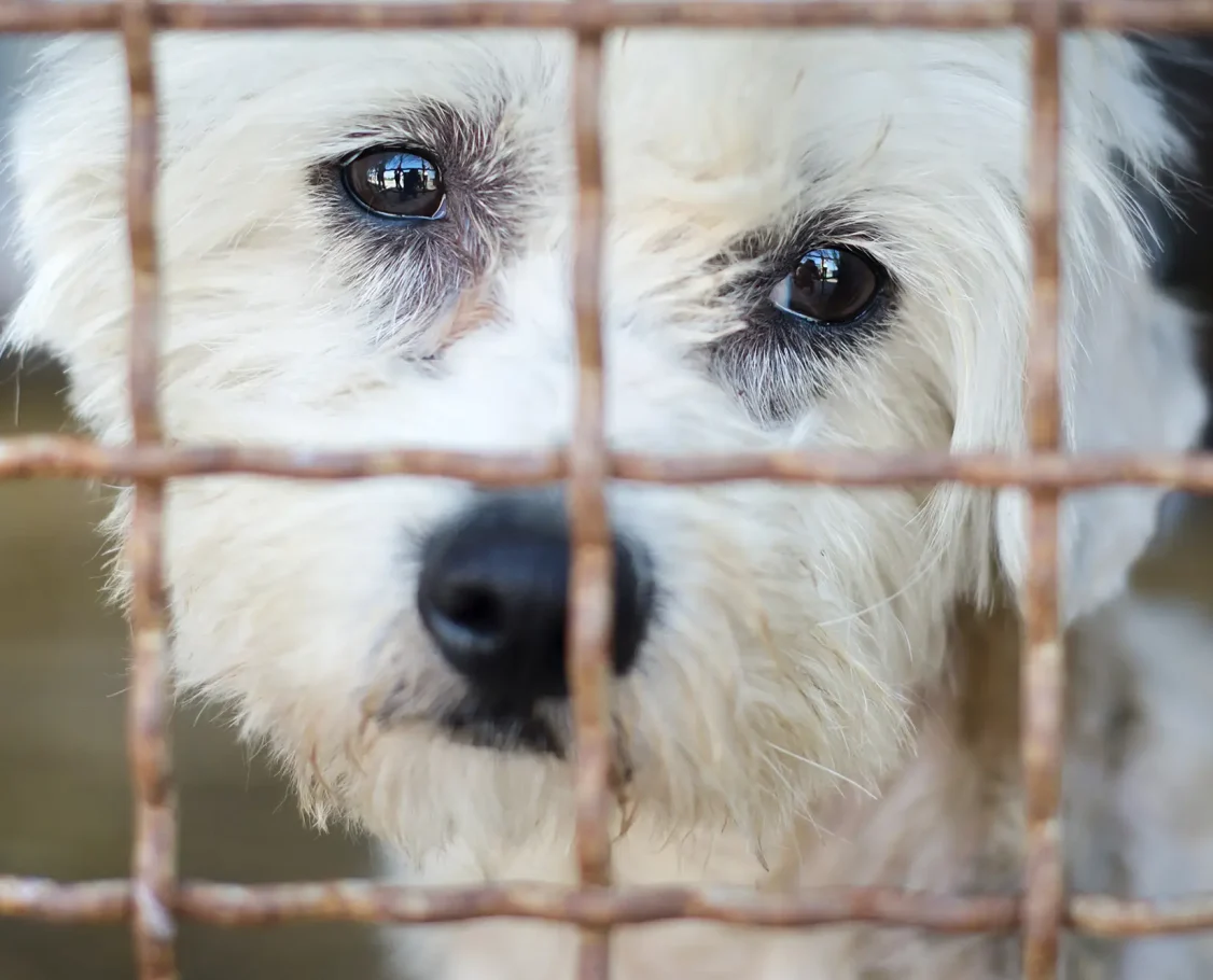 adoptar_regalar_mascotas_montse_lloret