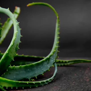 aloe_vera_toxico_perros