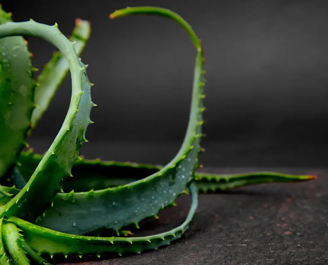 aloe_vera_toxico_perros