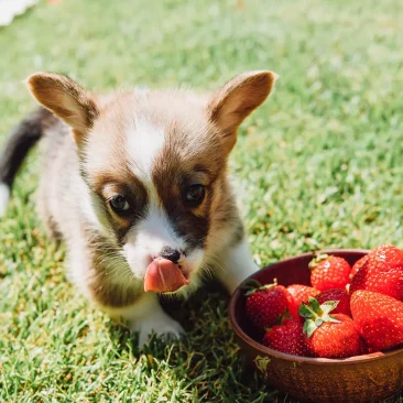 perro_comer_fresas