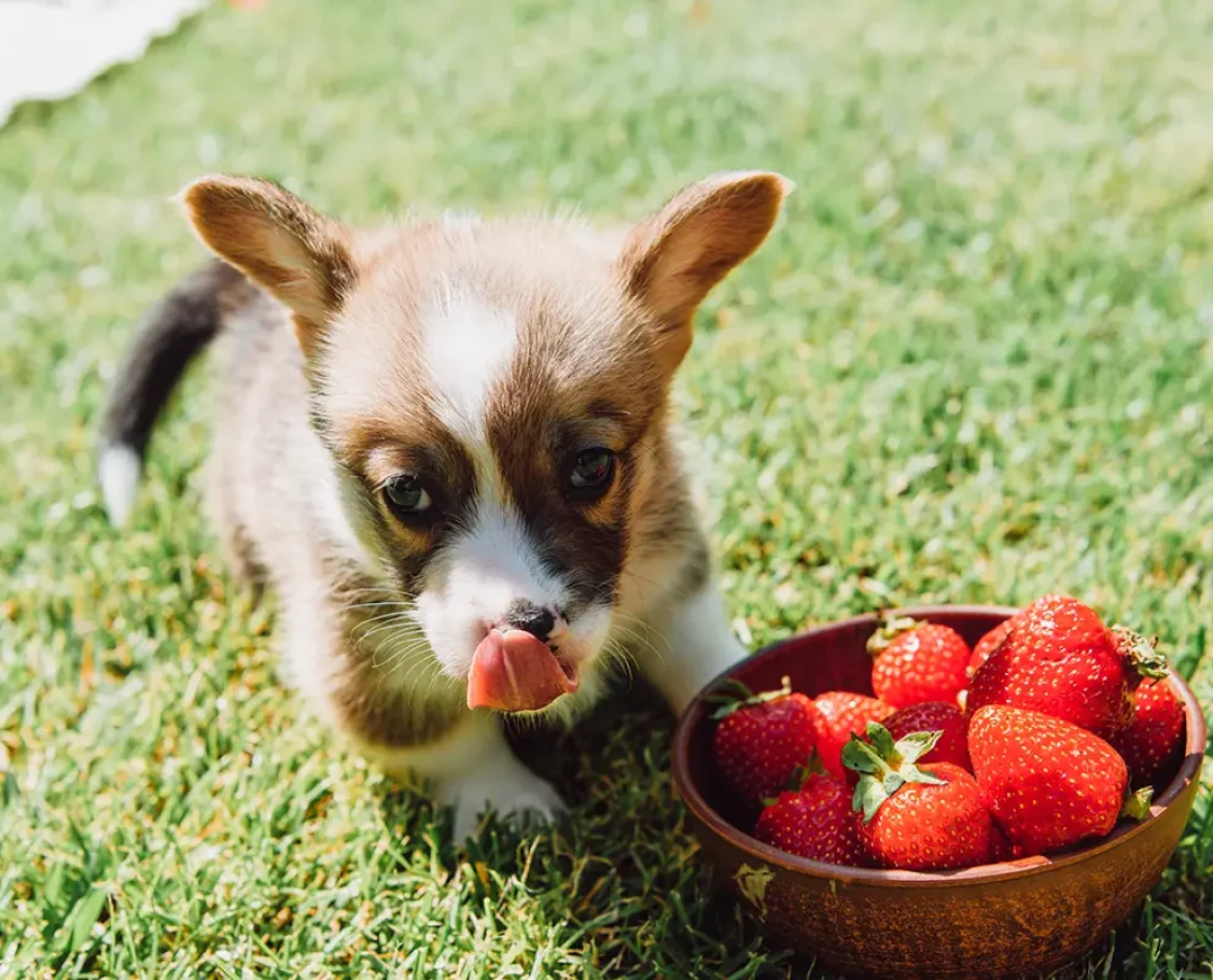 perro_comer_fresas
