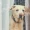 perro_solo_en_casa